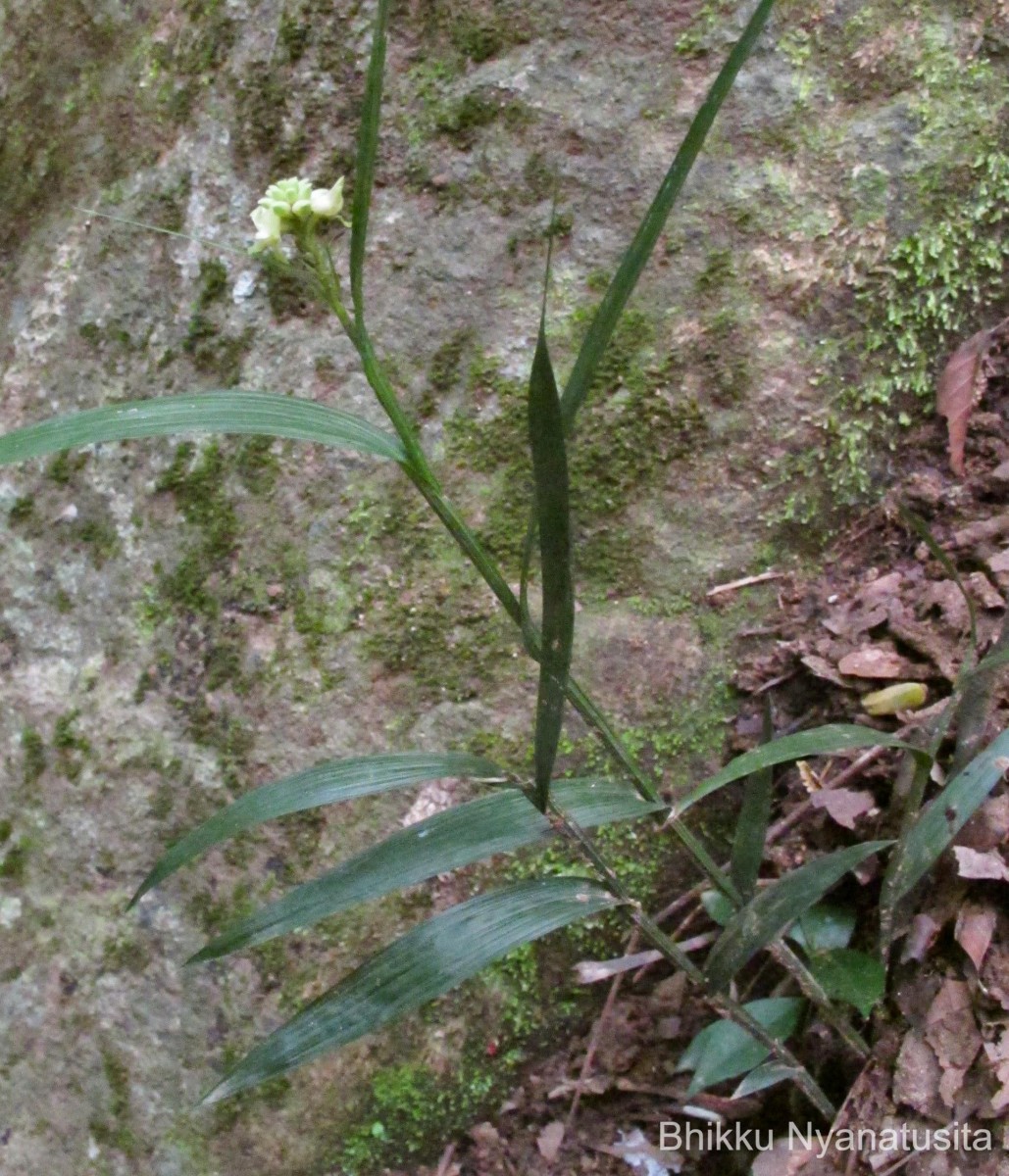 Tropidia bambusifolia (Thwaites) Trimen